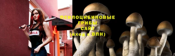 крисы Баксан